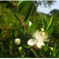 SÉRUM ÉLIXIR PARFAIT SIMPLES ET DIVINES